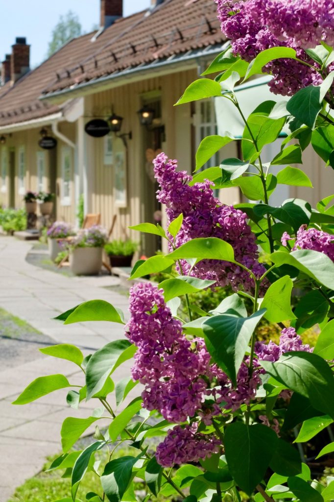 Syringa vulgaris