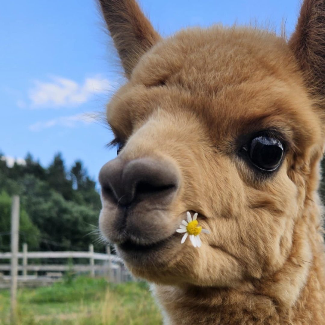 Postkort2_Milla with a flower